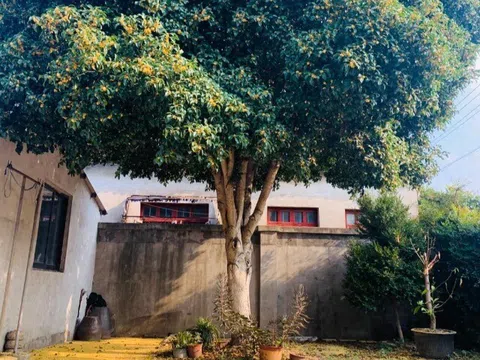 Người xưa nói: "Trồng 3 cây trong sân, muốn không giàu cũng khó, con cháu thăng quan phát tài"