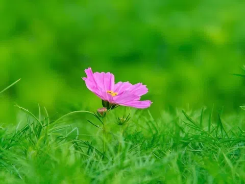 Người thực sự khôn ngoan không bao giờ khoe khoang 2 điều, kẻ nông cạn lại thường rêu rao khắp nơi