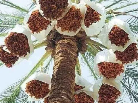 Loại quả "tốt nhất thế giới", Việt Nam trồng bạt ngàn thành đặc sản nổi tiếng được ưa chuộng, tốt cho sức khỏe