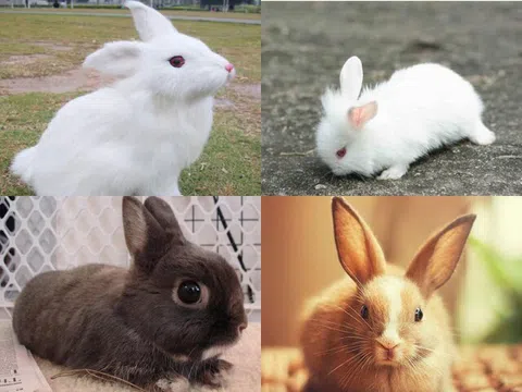 Trắc nghiệm tâm lý: Con bạn sau này sẽ thành đạt đến mức nào?