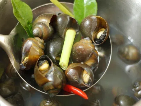 Luộc ốc, người cho nước người lại cho thêm thứ chua loét này, đầu bếp mách mẹo cực hay ốc cực giòn ngon, không tanh