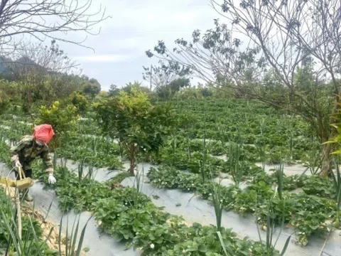 Loại quả "tốt nhất thế giới" Việt Nam trồng bạt ngàn, thành đặc sản nổi tiếng được ưa chuộng, tốt cho sức khỏe