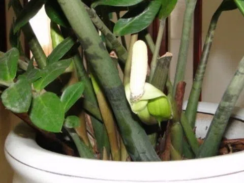 Đây là “cây phong thủy số 1 trong nhà”, không chỉ đẹp còn giúp gia chủ thuận buồm xuôi gió, mọi việc hanh thông