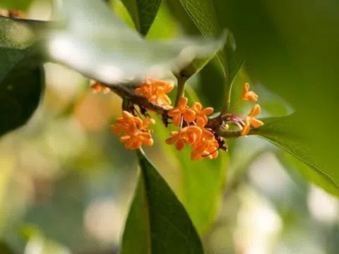 Người sở hữu 3 điều này khí chất vượt thời gian, càng có tuổi càng cuốn hút