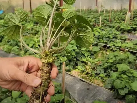 Loại cây đắt đỏ bậc nhất thế giới Việt Nam trồng thành công, là đặc sản nổi tiếng 6 triệu đồng/kg, tốt cho sức khoẻ