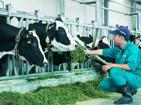 Thêm một sản phẩm sữa tươi "quốc dân" Vinamilk đạt chứng nhận Tinh khiết chuẩn Mỹ Clean Label Project và Vị ngon Thượng hạng Superior Taste