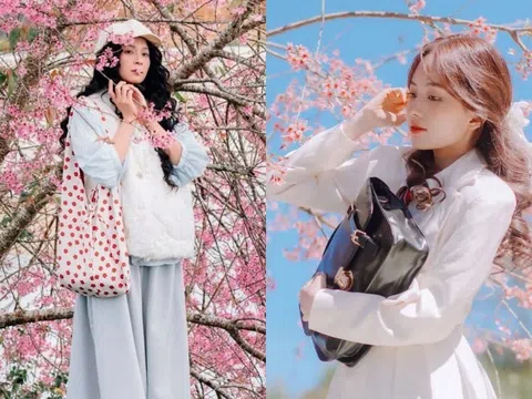 Đà Lạt "ngập tràn" màu hồng của hoa mai anh đào: Gợi ý cho hội mê "sống ảo" 3 địa điểm check-in đang cực hot