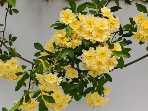 Loài hoa này nở 160 ngày một năm, thơm hơn hoa nhài, dễ trồng hơn trầu bà, trồng trước cổng giúp rước lộc