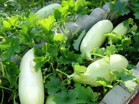 Thứ xưa bỏ đi nay lên đời thành đặc sản, trắng giòn sần sật làm nhiều món ngon, giá 50.000 đồng/kg, tốt cho sức khỏe