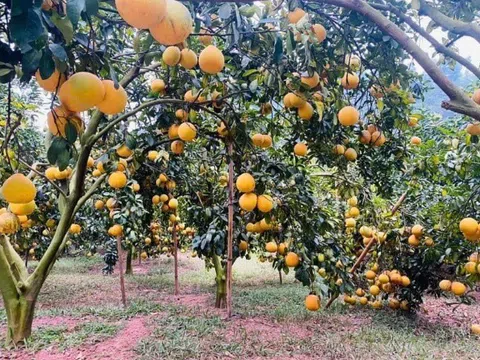 Loại quả "tốt nhất thế giới" được trồng bạt ngàn ở Việt Nam, thành đặc sản chỉ từ 25.000 đồng/kg, tốt cho sức khỏe
