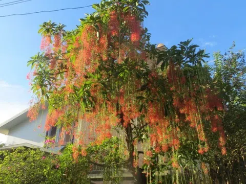 8 loại cây nghe tên đã thấy lộc đầy nhà, trồng là tiền tài đến, chẳng trách người giàu thích mê