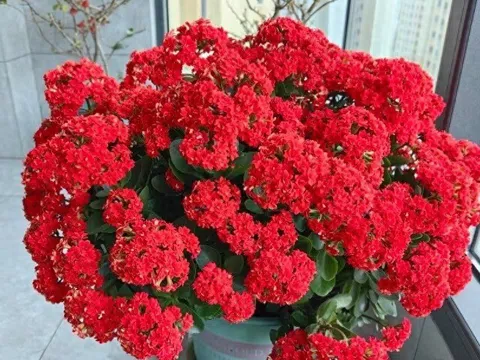 Tết Nguyên Đán sắp đến, trồng ngay cây gọi lộc này nhà sẽ sáng bừng, gia đình bình an, hạnh phúc