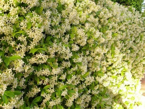 Loài hoa thơm gấp 100 lần mộc hương, nở 240 ngày mỗi năm, cả nghìn bông một lúc, trồng siêu dễ