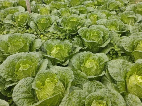 Loại rau "tốt bậc nhất thế giới", Việt Nam trồng bạt ngàn thành đặc sản giá từ 10.000 đồng/kg, tốt cho sức khỏe