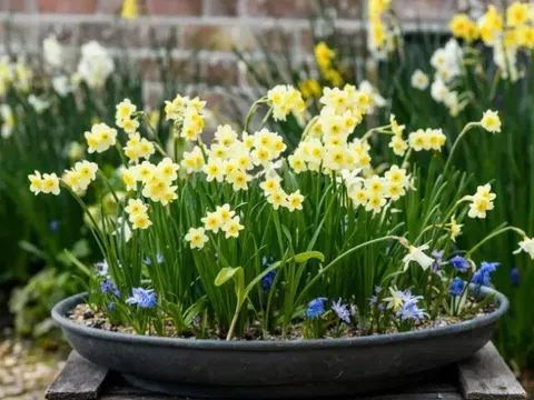 Những loại hoa thơm sánh ngang nước hoa nhưng có độc, loại thứ 5 rất quen mặt ngày Tết Nguyên đán