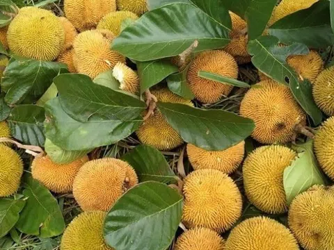 Loài quả xưa không ai biết đến, nay thành đặc sản được ưa chuộng ở thành phố giá 90.000 đồng/kg, tốt cho sức khoẻ