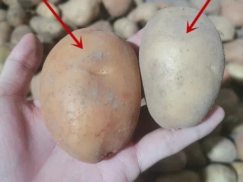 Mua khoai tây, đừng chỉ chọn theo kích cỡ; hãy phân biệt giữa khoai tây bở và khoai tây giòn, chọn sai món ăn mất ngon