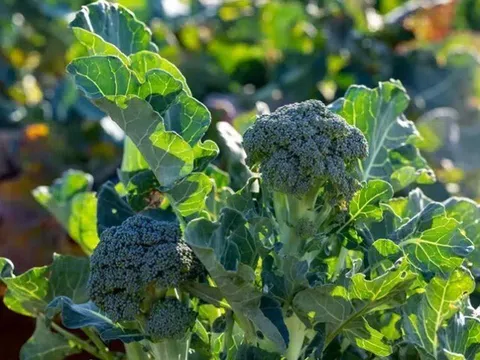 Loại rau được Đại học Harvard xếp hạng "tốt nhất thế giới", Việt Nam trồng bạt ngàn chỉ 15.000 đ/kg, tốt cho sức khoẻ