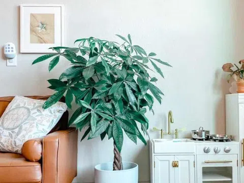 10 cây cảnh cực hợp với năm Bính Ngọ 2026, đặt một chậu trong phòng khách, gia chủ ắt “mã đáo thành công”
