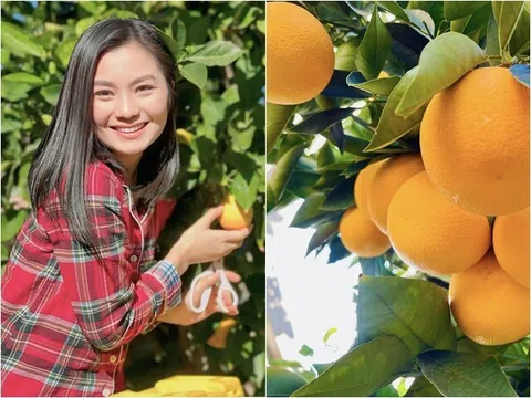 "Em gái Hồng Đăng" rời showbiz cùng chồng con sang Mỹ, nay khoe khu vườn xinh với cam trĩu quả "đã mắt"