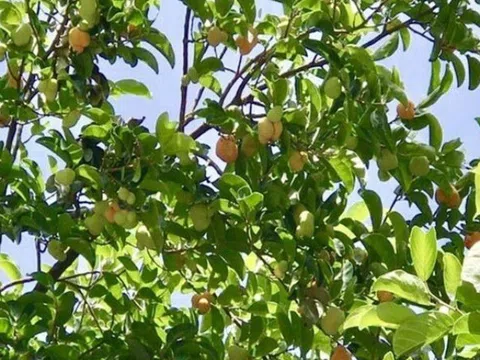 Loại quả dại xanh hay chín đều ăn được, xưa rụng đầy sân giờ thành đặc sản được ưa chuộng, tốt cho sức khoẻ