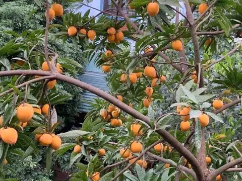 Loại quả xưa chín rụng đầy sân nay thành đặc sản, trồng một lần thu hoạch nhiều năm, tốt cho sức khoẻ