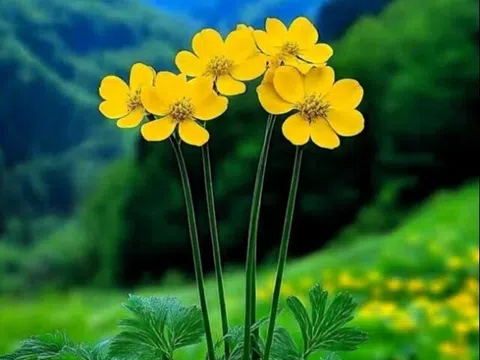 Phụ nữ thích ở một mình thường không đơn giản, bộc lộ 3 đặc điểm này