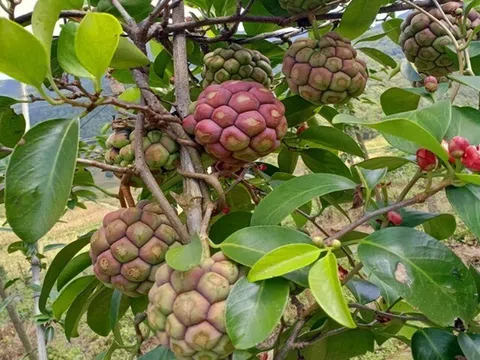 Loại quả xưa chín rụng không ai ngó ngàng, nay thành đặc sản lạ ở thành phố 170.000 đồng/kg, tốt cho sức khoẻ