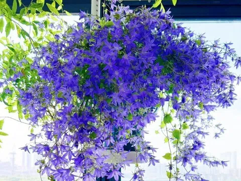 10 loại hoa trồng chậu treo giúp ban công quanh năm ngập sắc, tạo thành thác hoa đẹp mê ly