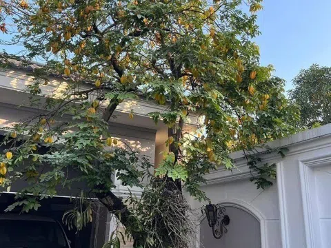 Nhìn giá vàng hiện tại, tôi mới biết tại sao nhà giàu hay trồng cây khế