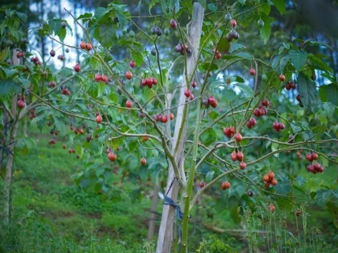 Loại quả "tốt nhất thế giới", Việt Nam trồng bạt ngàn thành đặc sản nổi tiếng giá 70.000 đ/kg, tốt cho sức khoẻ