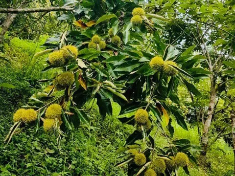 Loại hạt "tốt nhất thế giới", Việt Nam trồng bạt ngàn thành đặc sản đắt khách dịp Tết, tốt cho sức khoẻ