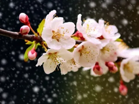 Tết Nguyên đán đến gần, 4 việc người khôn ngoan quyết tránh xa, kẻ dại vẫn thường mắc