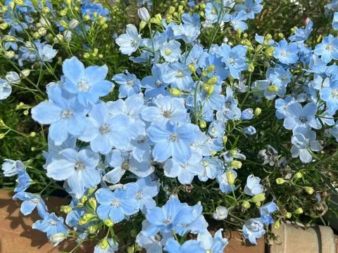 Loại cỏ dại ven đường nay vào chậu thành "con cưng" của giới cây cảnh, màu xanh đẹp đến nao lòng, nở 3 mùa mỗi năm