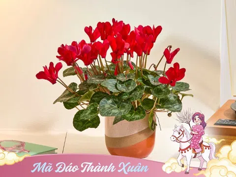 Sắm hoa Tết nên chọn kỹ, 5 loại hoa này rất “đáng đồng tiền bát gạo”, chơi xong vẫn có thể trồng lại trong vườn nhà