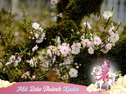 “Vua hoa Tết” nở nghìn bông thành biển hoa, trưng một chậu nhà sang hẳn, năm Bính Ngọ 2026 thu hái bộn tiền