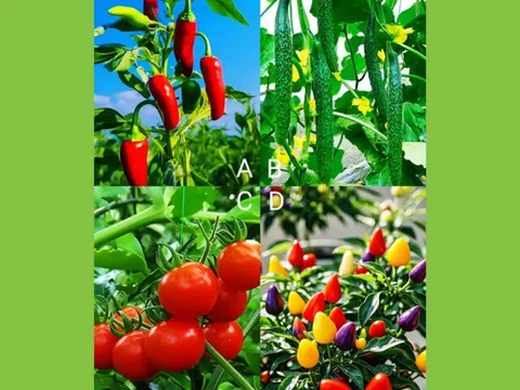 Trắc nghiệm tâm lý: Bạn có phải là người dễ bị lừa?