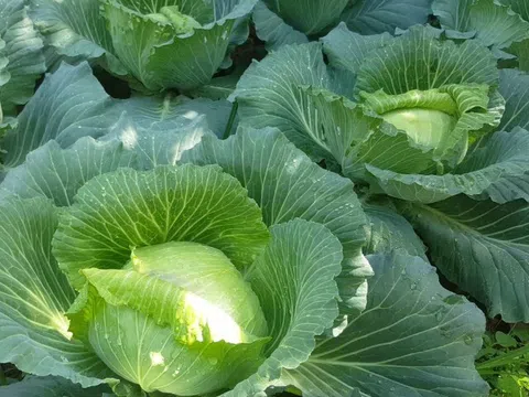 Loại rau "tốt bậc nhất thế giới" ở Việt Nam được trồng bạt ngàn thành đặc sản, giá từ 8.000 đồng/kg, tốt cho sức khỏe