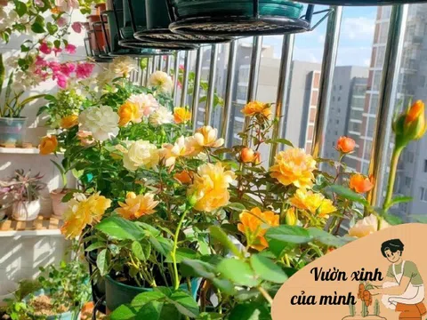 Cô gái biến ban công 7m2 thành vườn hoa hồng ngập tràn sắc hoa, tất cả nhờ 4 bí quyết đơn giản ai cũng làm được