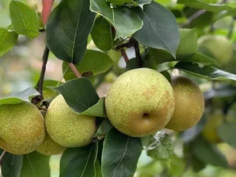 Loại quả "tốt nhất thế giới" chỉ có ở Lào Cai, trồng một lần thu hoạch nhiều năm, thành đặc sản tốt cho sức khoẻ