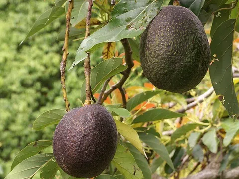 Loại quả "tốt nhất thế giới" có nhiều ở Tây Nguyên, trồng một lần thu hoạch nhiều năm, thành đặc sản làm thành nhiều món ngon