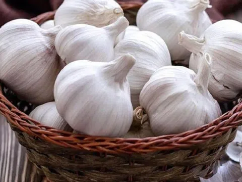 Mùa nồm mua tỏi, làm ngay những điều này, tỏi để cả năm chẳng mọc mầm, mối mọt