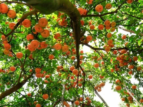 Loại quả đặc sản “tốt nhất thế giới” chỉ có ở Đồng Tháp, trồng một lần thu hoạch nhiều năm, tốt cho sức khoẻ