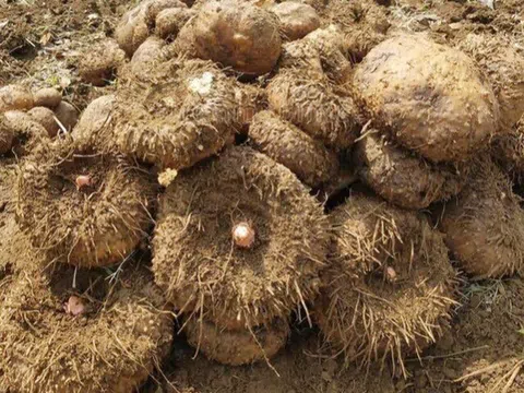 Đặc sản xưa người nghèo ăn "cứu đói", nay thành món khoái khẩu được ưa chuộng vì hương vị lạ, tốt cho sức khỏe