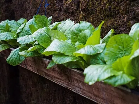 Loại rau "tốt nhất thế giới" được trồng bạt ngàn ở Việt Nam, thành đặc sản nổi tiếng chỉ từ 8.000 đ/kg, tốt cho sức khoẻ