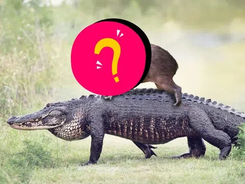 Loài vật mệnh danh "bộ trưởng ngoại giao", có chất thải "ngon" nhất giới động vật khiến nhiều loài phải xếp hàng để ăn