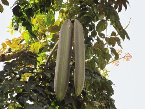 Loại quả xưa dành cho người nghèo, nay thành đặc sản khoái khẩu được ưa chuộng, tốt cho sức khoẻ