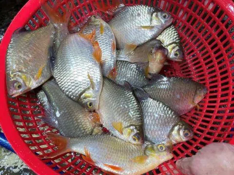 Loại cá xưa đầy nhưng ít người biết, giờ là đặc sản miền Tây, ít xương thịt mềm ngọt, giàu omega-3 cho trẻ