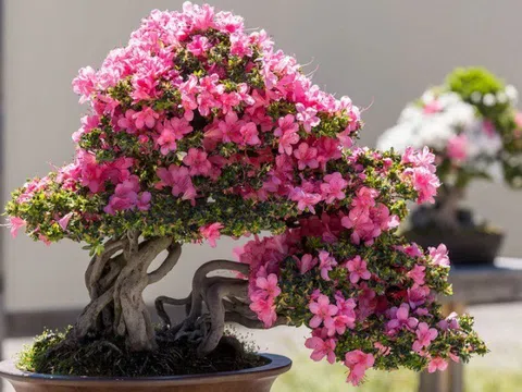 10 loại cây hoa sống 100 năm, càng trồng lâu càng có giá trị, có thể thành vật truyền đời cho con cháu