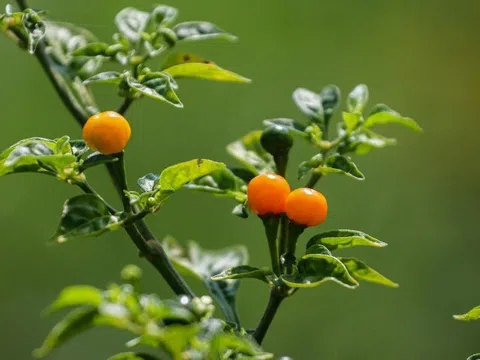 Loại quả đắt nhất thế giới, Việt Nam trồng bạt ngàn 3 tháng cho thu hoạch, thành đặc sản tốt cho sức khoẻ